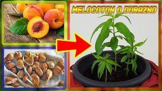 How to Germinate DURAZNO Seeds (GERMINAR PEACH) | Cultivo Paso a Paso