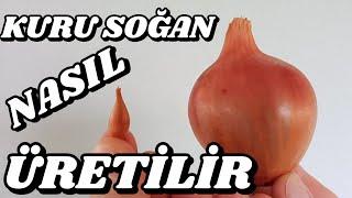 Kuru Soğan Nasıl Üretilir