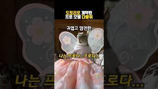 모델 경력직 다람쥐 #동물 #다람쥐