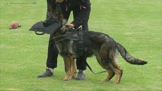 Protection Dog Training with some of Urri z KH offspring