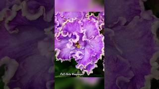 ОкО-Небо Флоренции  #новинкифиалок #цветы #flowers #africanviolets #floriculture #фиалки