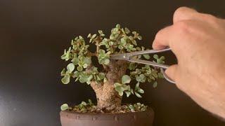 Pruning My "Mother Tree" Bonsai (Variegated Portulacaria Afra)