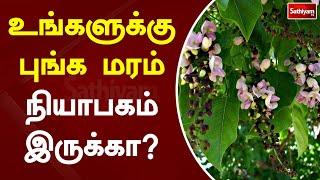 உங்களுக்கு புங்க மரம் நியாபகம் இருக்கா? | Web Special | Sathiyam Tv | Punga maram