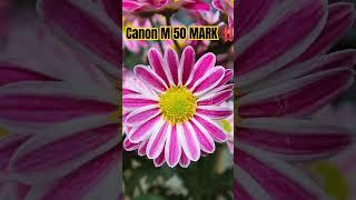 CANON M 50 MARK II #youtubeshorts #canonm50markii #flowers