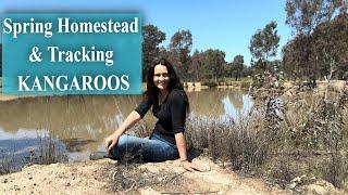 Homesteading In Australia / Tracking Wild Kangaroos in Spring / Seasons Vlog