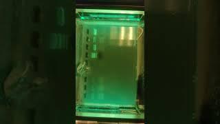 Gel Electrophoresis Timelapse