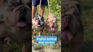 English bulldog stud #bulldog #puppy #newsong (9728644404)