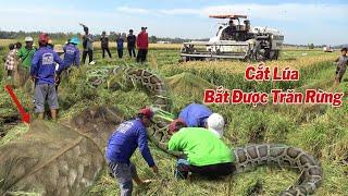 Bắt Được Trăn, Chồn, Trúng Mánh Bầy Chuột Khi Máy Cắt, Cắt Miếng Lúa Cuối Mùa, Gần Rừng Tràm.