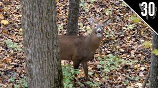 INDIANA PUBLIC LAND CHALLENGE! - Day 3: Full Draw On a SHOOTER! | Cruising Bucks!