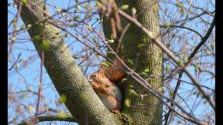 Flute Solo: Meeting A Squirrel In The Park (2023) Op 10.1.5 score video