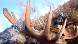 GIANT 74" Alaska Moose Hunt - "15 Year Dream"