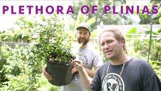 Plethora of Plinias (over 35 varieties of Jabuticaba): w/ John Travis Morton (part 2 of 2)