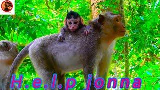 Please! h-e-l-p a little jonna from Vicky, Jane rescues tiny jonna #monkey #animals