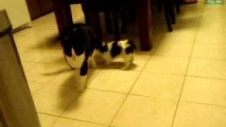 Fast Friends part 2