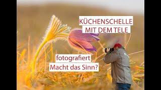 Küschenschelle mit dem 70-200mm fotografiert! Macht das Sinn?