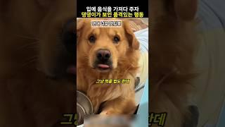 입에 음식을 가져다 주자 댕댕이가 보인 품격있는 행동