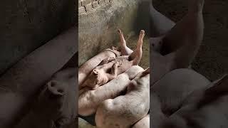 Нарізка смішних відео про поросят #поросята #pig #piggy #cutepig #свині #приколи #свинки #pigs