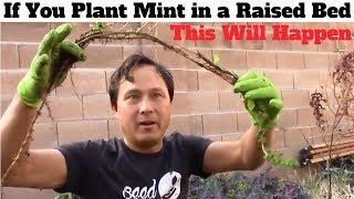 If You Plant Mint in a Raised Bed This Will Happen