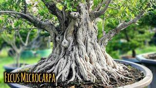 Inspirasi Bonsai Kimeng Terbaik | Central Bonsai Indonesia Toho
