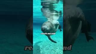 Manatee’s healing routine #animals #heartwarmingpets #pets