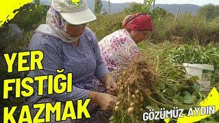 YER FISTIĞI!! zeytin kırma, sarımsak dikimi, elmalı kurabiye  ve köy işleri#köydeyaşam #yemek #köy