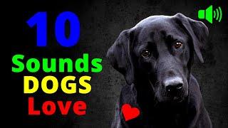 10 Sounds Dogs Love To Hear the Most