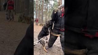 Huge German Shepherd Attacks. Service Dog Training. #АРЕСКИЕВ Kyiv Ukraine