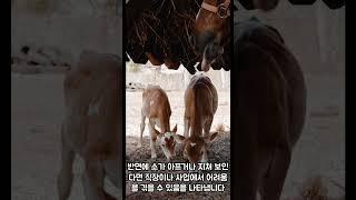 #꿈 해몽, #소, #꿈, #운세, #지식, #이슈, #내마음,