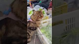 跟我一起就一点都不成熟，看见玩具就走不动路！