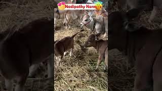 World's Shortest  Cattle - Nadipathy Cattle | Recreated By Dr P Krishnam Raju | Nadipathy Goshala |