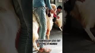 #sahil goat farm Nayab quality Malwa Full fari