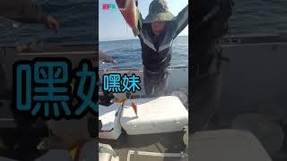 一竿4尾石老魚(寒鯛)...真的太羨慕了#灣歐萬888#Shorts