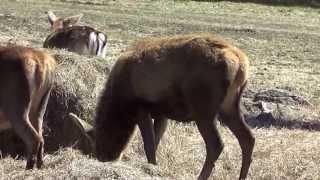 red stag hunt  at hillside guide service