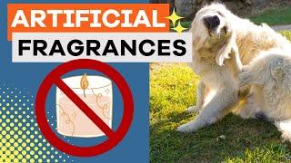 How Artificial Fragrances NEGATIVELY Affect Your Pet