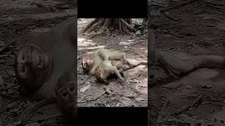 Wildlife monkey Mak and Dakuta so sweet #monkeyliving #shortsvideo