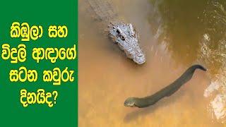 කිඹුලා VS විදුලි ආදා | සත්ව ලෝකයේ සිදුවූ සුපිරි සටන් 7ක් මෙන්න. | This Alligator Will Face 860 Volts