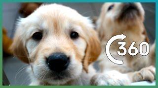 ADORABLE Puppy Guide Dogs In 360° | BBC Earth Explore