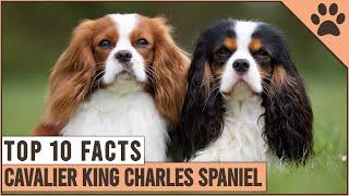 Cavalier King Charles Spaniel - Top 10 Facts