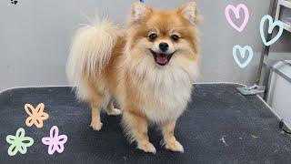 WHAT A LOVELY POMERANIAN !!! ️DOG GROOMING TRANSFORMATION