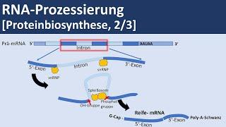 RNA Prozessierung [Proteinbiosynthese, 2/3] - [Biologie, Genetik, Oberstufe]