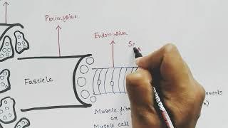 Skeletal muscle myology