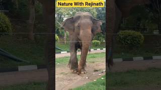 Elephants at Somawathiya Temple|shorts|elephant|trending|wildanimals|viral|naturewithRejinath