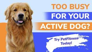 PetFitness Quickies  - Sporting Dogs Workout