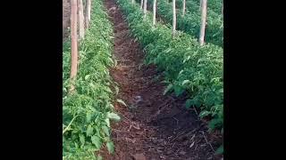 Tomato Farming #sustainablefarming #agribusiness
