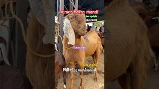 Ajmer bakra mandi live update#bakramandiajmer #bakraeidspecial#goatfarming #viralshort#trendingshort