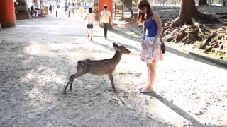 Bowing Deer in Nara - Japan