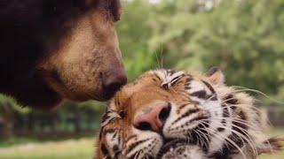 Discovering Animal Bonds | Animal Adventures Full Episode