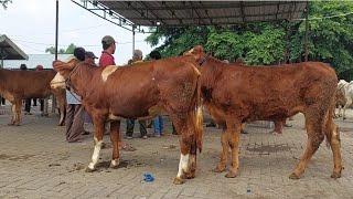 6.800‼️OBRAL MURAH PEDAGANG PUSING CALON INDUKAN SUPER | Pasar Sapi Tuban