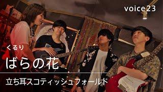 くるり「ばらの花」Covered by 立ち耳スコティッシュフォールド