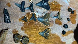 Finding Florida Shark Teeth!